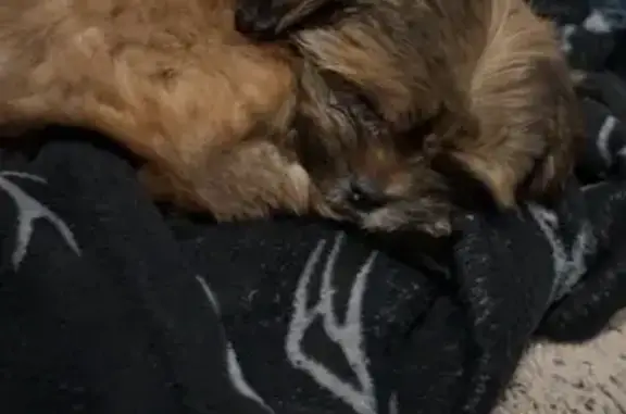 Help Find Brown: Playful Pup Lost in Clarksville