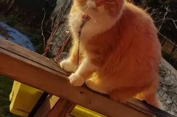 Chat perdu, angora beige-blanc, Châtellerault - photo