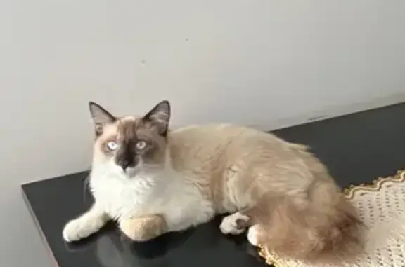 gato desaparecida