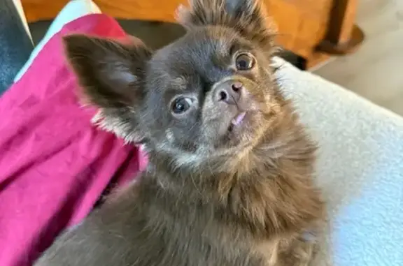 Chihuahua mâle perdu à Niederhausbergen - photo