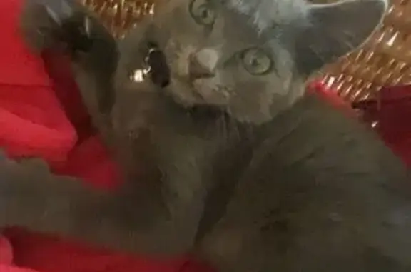 Chaton gris trouvé près des Herbiers - photo