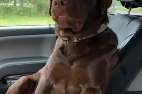 Lost Chocolate Lab: Friendly & Chipped