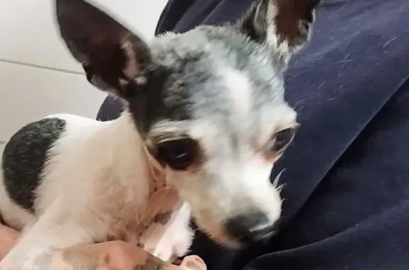 Lost and found pets Odessa, photo: Found Chihuahua: White & Spotted in Odessa