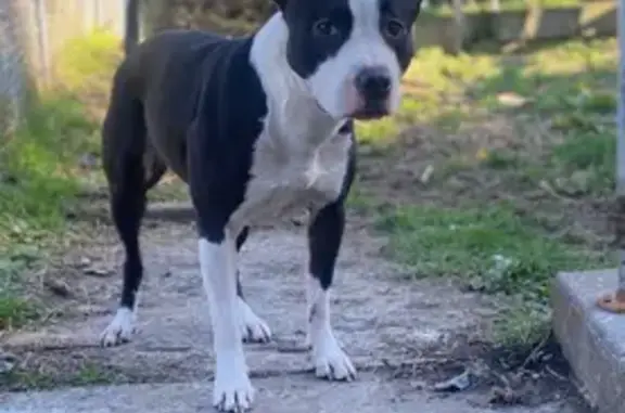 Lost and found pets Bethlehem, photo: Lost Dog Alert: Wyandotte St, Bethlehem