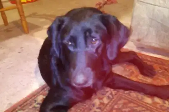 Animaux trouvés , photo: Chienne Labrador noire trouvée en Bretagne