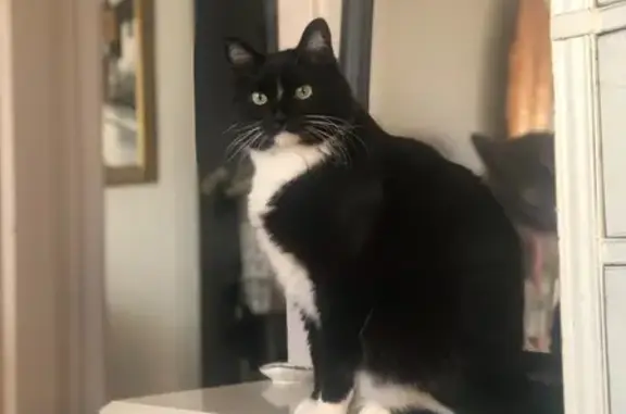 Lost and found pets Chicago, photo: Help Find Our Stolen Tuxedo Cat!