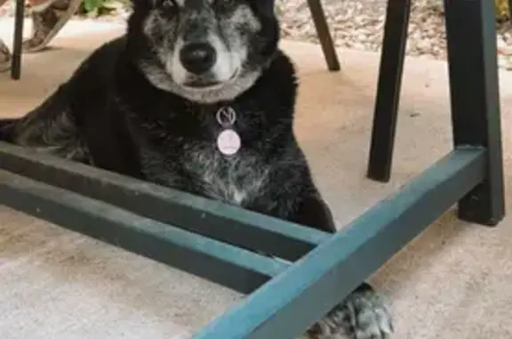 Lost Dog: Black, Gray Face - Elkhorn