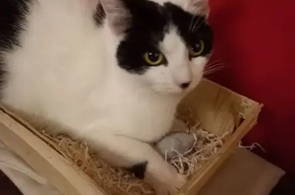 Chatte perdue à Saint-Clair-de-la-Tour - photo