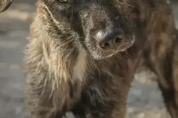 Animaux perdus Gréoux-les-Bains, photo: Chien perdu à Gréoux-les-Bains ce matin