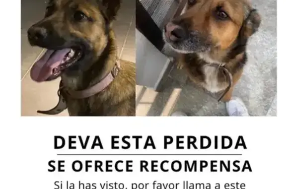 Perro Perdido: Pastor Belga, Collar Rosa, CDMX