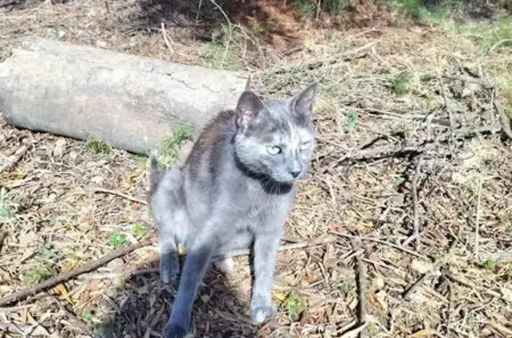 Gata Gris Cariñosa Hallada en Terrassa