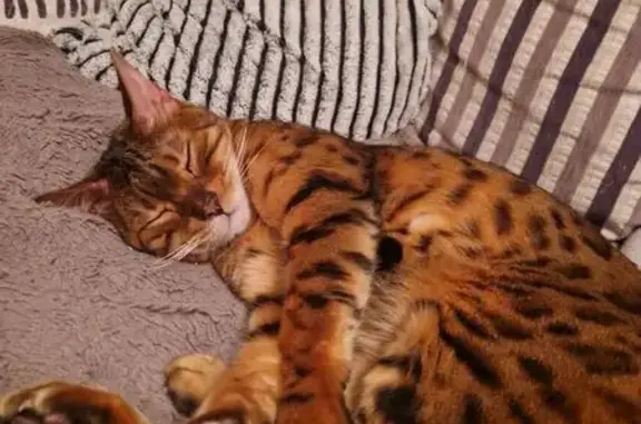 Chat Bengal perdu, 10 ans, santé fragile - photo