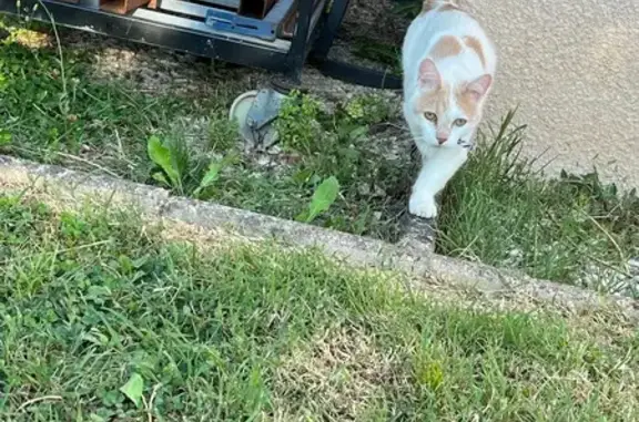 Chat mâle jeune avec collier bleu trouvé - photo