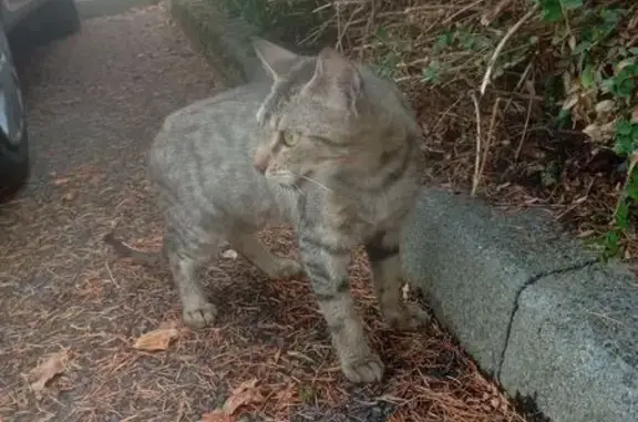 Animaux trouvés Le Lude, photo: Chat tigré trouvé Allée du Cèdre, Le Lude