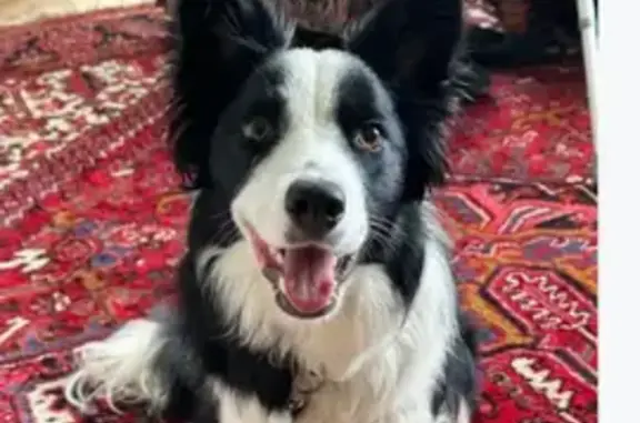 Lost Border Collie in Mortonha...