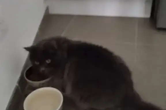 Chat perdue Titoune, 10 ans, stressée, Reynier - photo