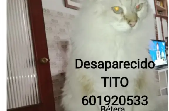 ¡Gato Siberiano Perdido en Bétera!