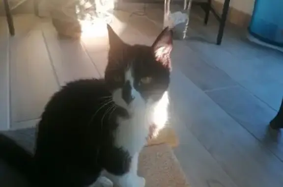 Animaux trouvés Plouénan, photo: Chatte âgée affectueuse trouvée à Plouénan