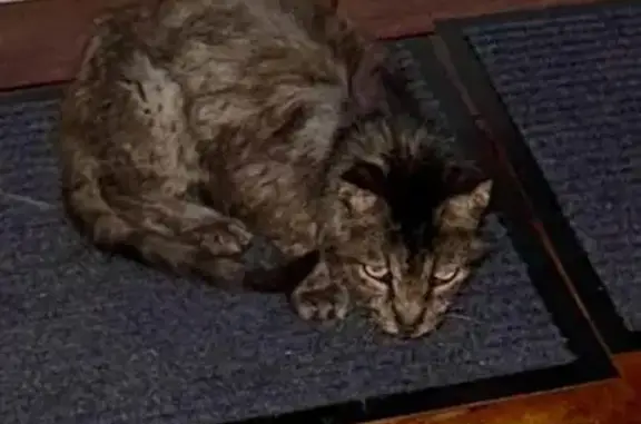 Lost and found pets Pinecrest, photo: Help Find Coconut: Lost Senior Cat