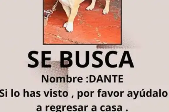 Animales perdidos , foto: Perro Café Perdido: Patas Blancas y Sonrisa