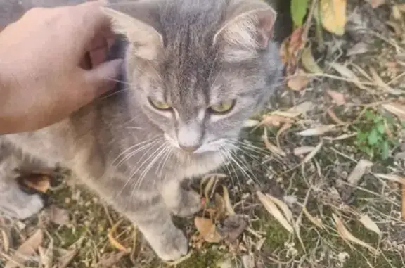 Chat gris trouvé à St Cyprien, Toulouse - photo