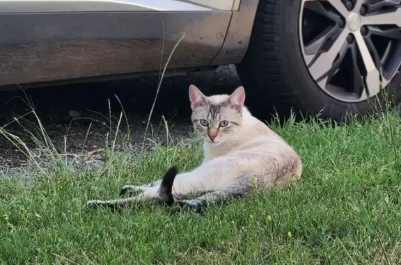 Chat perdu : Petit blanc gris yeux bleus - photo