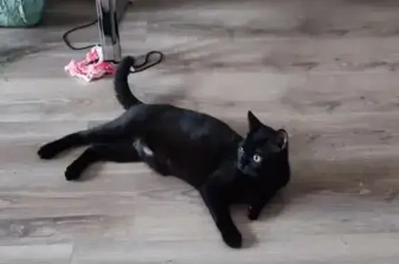 ¡Ayuda a encontrar a BEIBI, gato negro perdido!