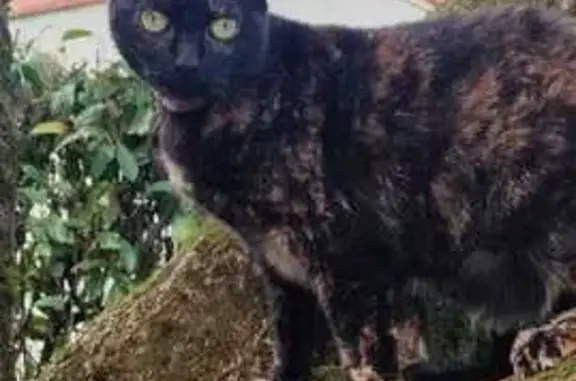 Animaux perdus Sévérac, photo: Chat écaille perdu, yeux verts, Sévérac