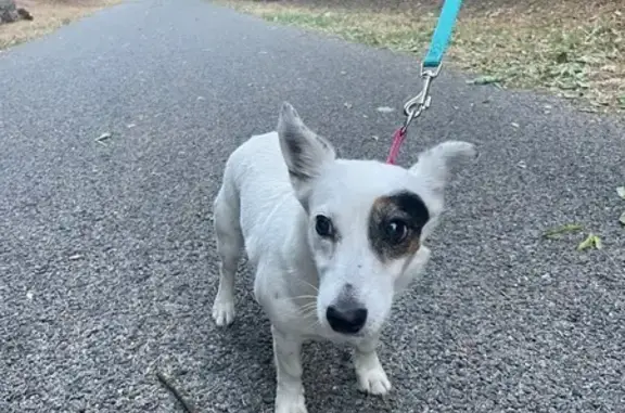 Animaux trouvés Draguignan, photo: Chien trouvé sans collier à Draguignan
