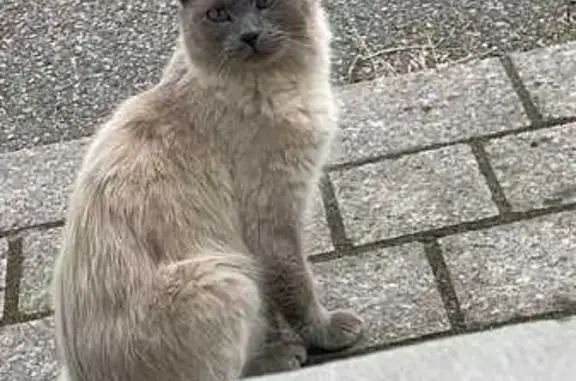 Animaux trouvés , photo: Chat sociable trouvé à Auderville école