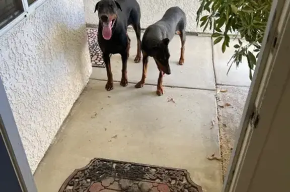 Lost and found pets Hemet, photo: Found: Friendly Dogs on Alne Drive, Hemet