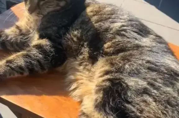 Chat perdu, Aurillac, photo: Chat Bengale perdu à Aurillac, contactez-nous