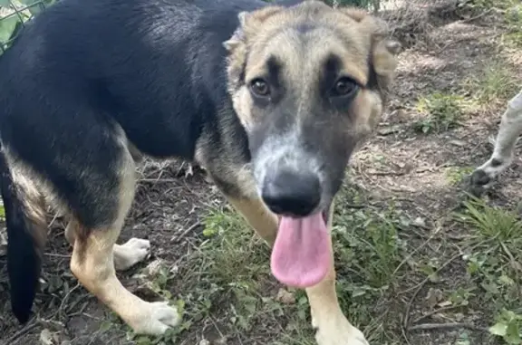 Found pets Fort Worth, photo: Sweet German Shepherd Puppy Found in FW
