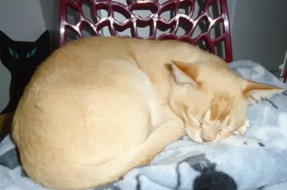Chat roux/beige perdu, Avenue Pasteur - photo