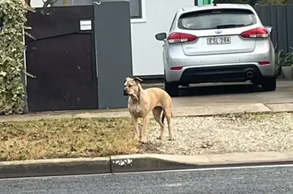 Scared Dog Found on Crampton S...