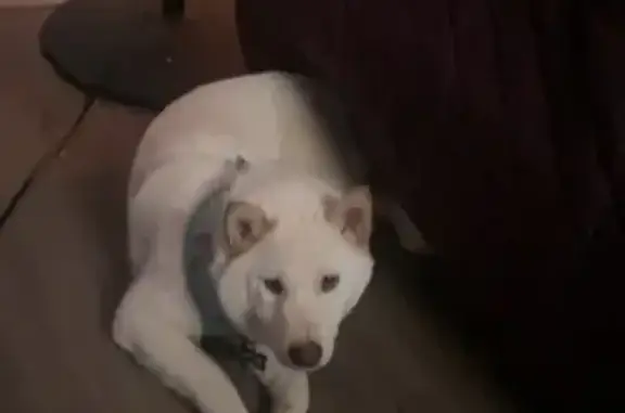 Lost Goofy Dog: White & Golden in Waite Park