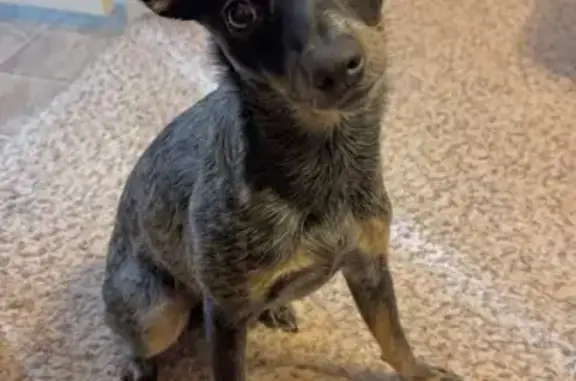 Lost Blue Heeler Mix: Help Bring Her Home