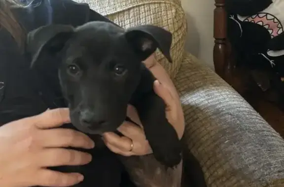 Found pets Bessemer, photo: Found: Young Black Lab on Margaret Ave