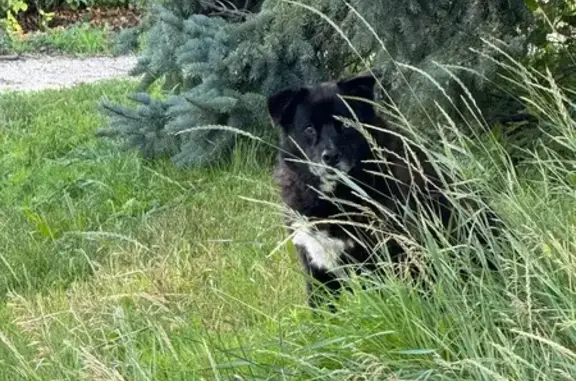 Found pets Lakemoor, photo: Found: Unique Dog on Lincoln Rd, Lakemoor