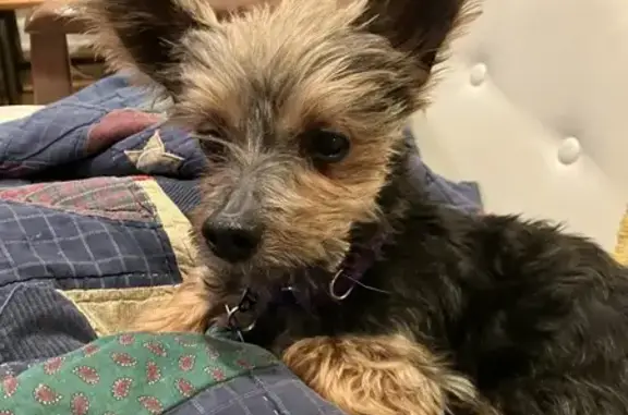 Lost Yorkie with Purple Collar in Chicago