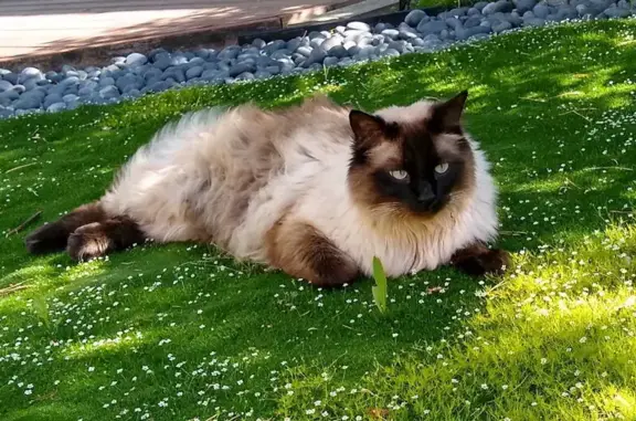 Lost pets Salt Lake City, photo: Lost Fluffy Cat on Abinadi Rd, SLC