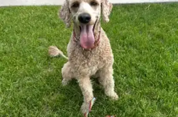 Lost pets , photo: Lost Goldendoodle: Calm & Shy, SLC, UT
