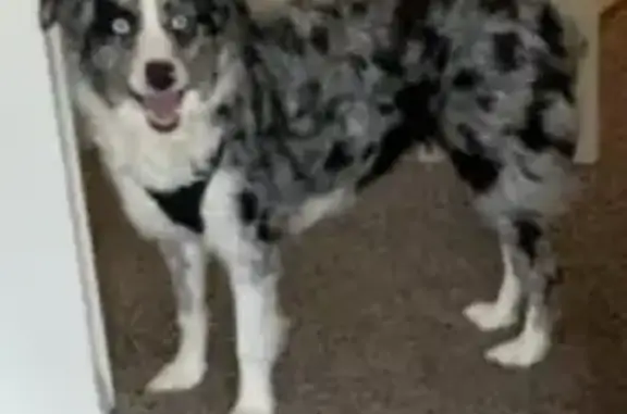 Lost Dog: Friendly, Blue-Eyed in Indy