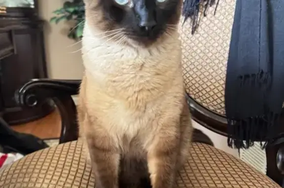 Found pets , photo: Lost Siamese Cat: Bright Blue Eyes