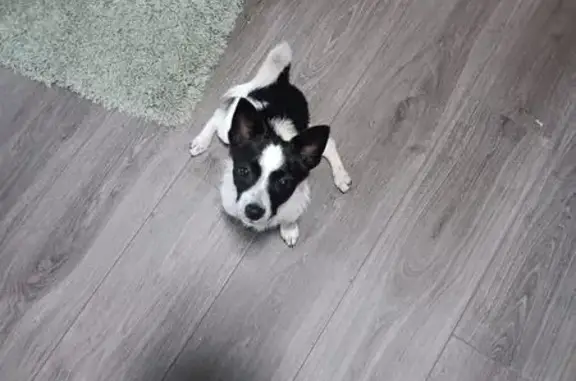 Lost and found pets Duluth, photo: Friendly Black & White Dog Found in Duluth