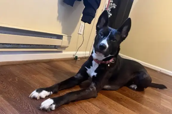 Lost: Sweet Black & White Shepherd Mix