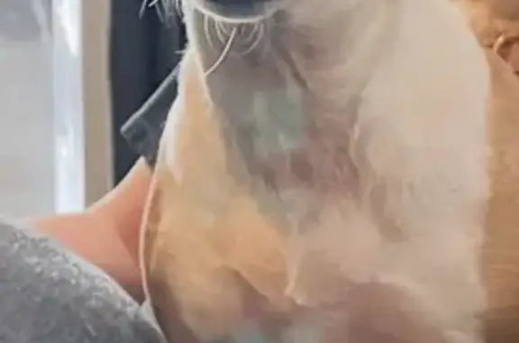 Lost and found pets Berthoud, photo: Help Find Winnie: Lost Tan & White Chihuahua