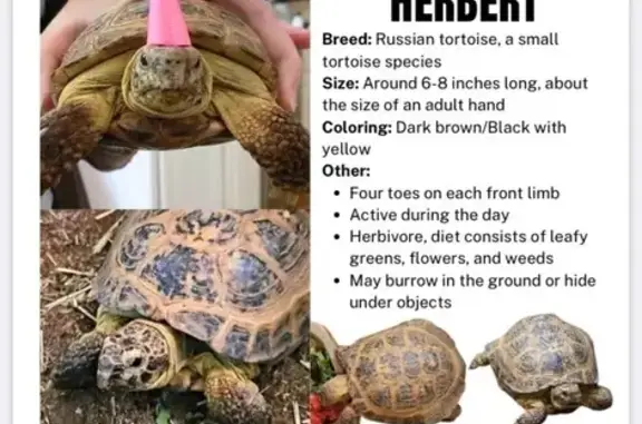 Help Find Herbert: Lost Tortoi...