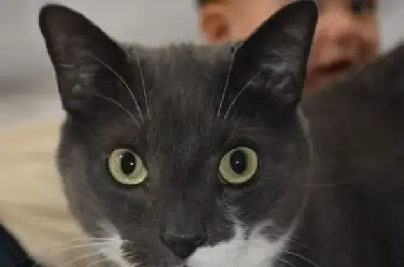 Friendly Lost Cat: Pearse Rd, Swansea