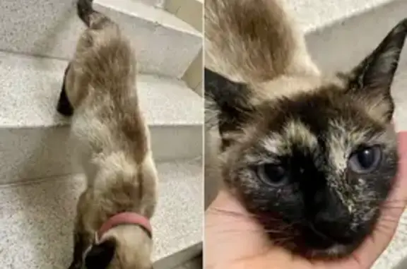 Animales encontrados , foto: Gatita Siamés Perdida en Ecatepec, ¡Ayuda!